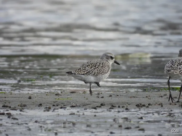 Species Image
