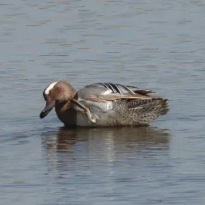 Species Image