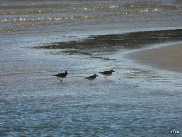 Species Image