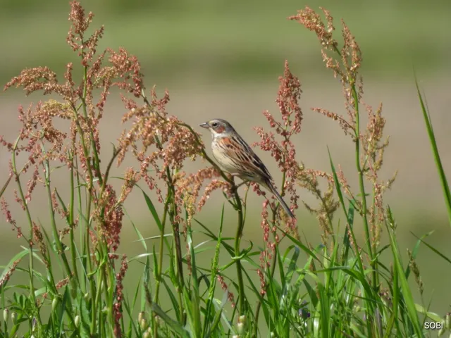Species Image