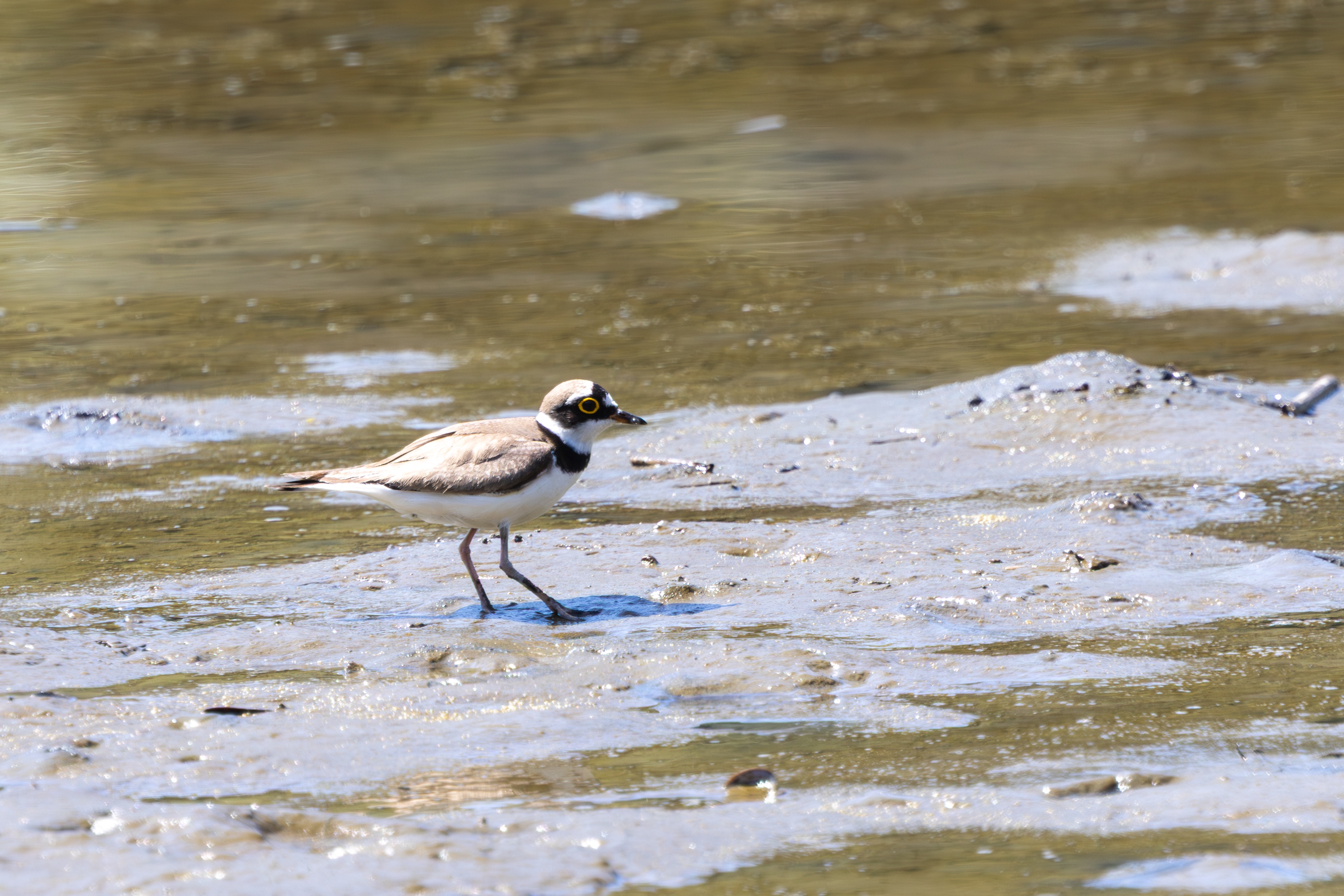 Photo Image