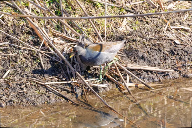 野鳥の写真