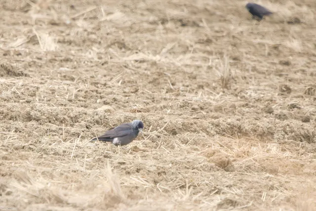 野鳥の写真
