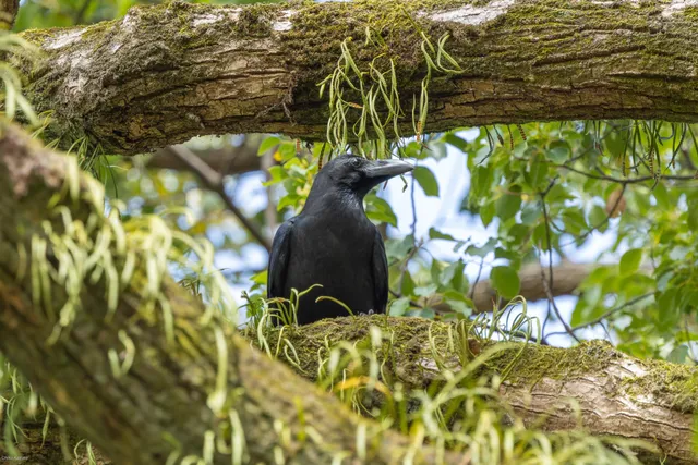野鳥の写真