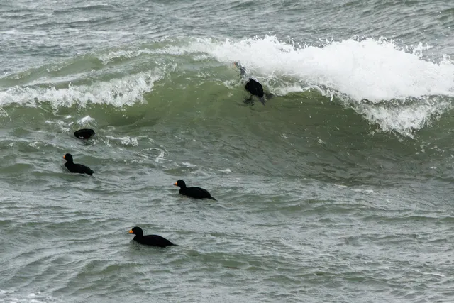 Photo Image