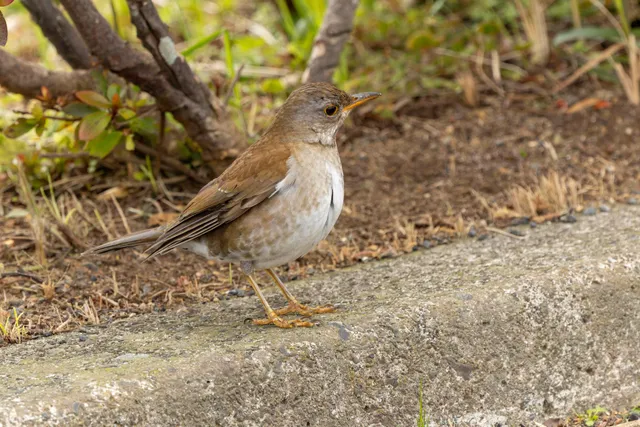 野鳥の写真