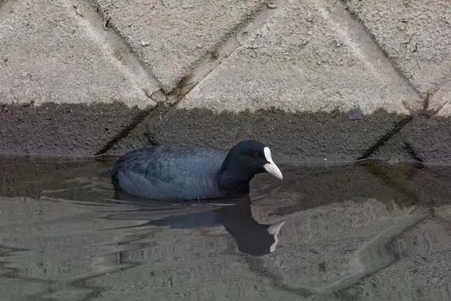 野鳥の写真