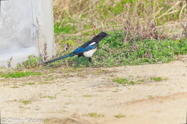 野鳥の写真