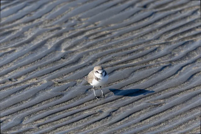 野鳥の写真