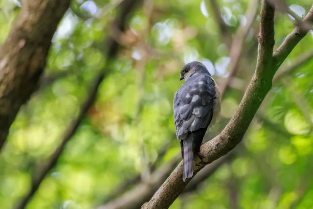 野鳥の写真