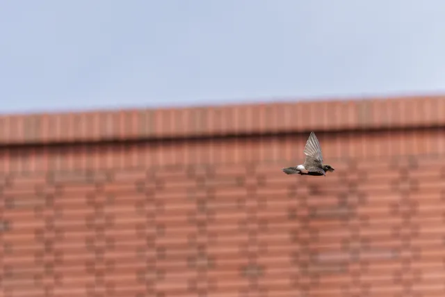 野鳥の写真