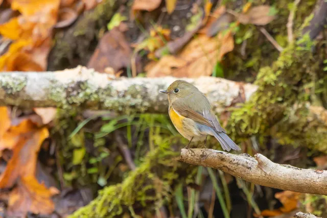 野鳥の写真
