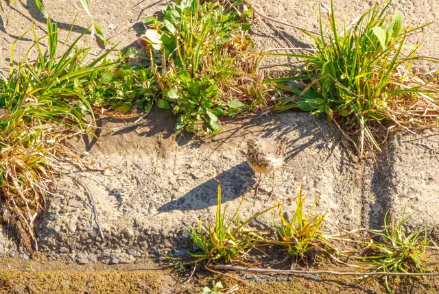 Species Image
