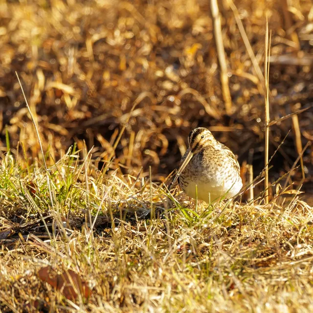 野鳥の写真
