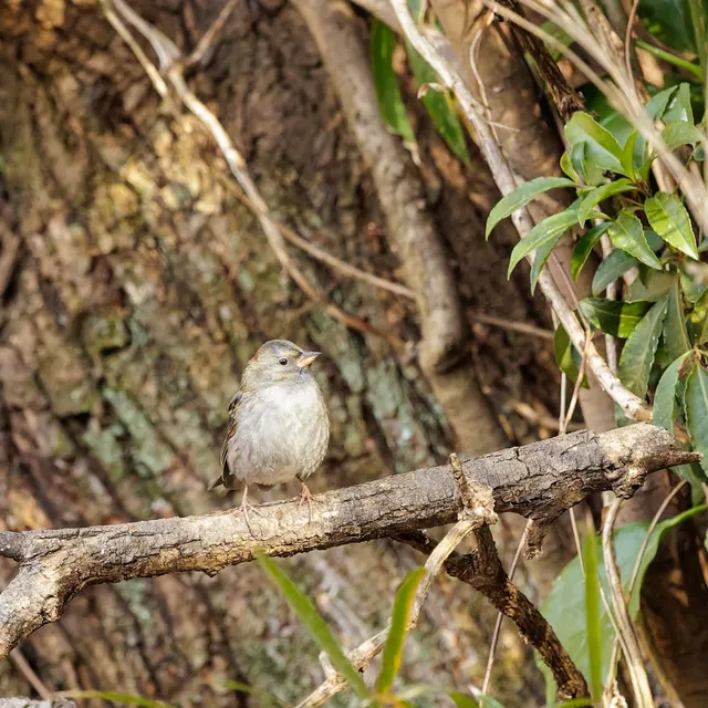 野鳥の写真