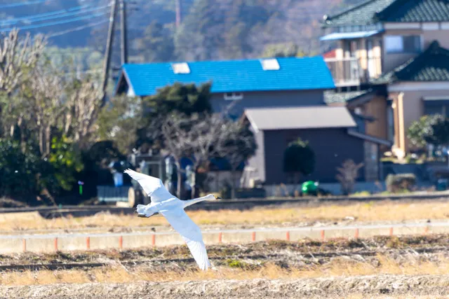野鳥の写真