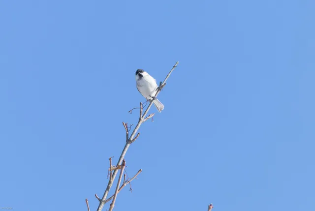 野鳥の写真