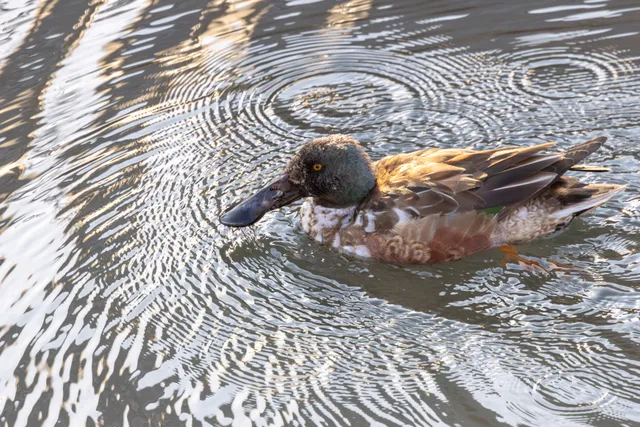 野鳥の写真