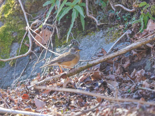 野鳥の写真
