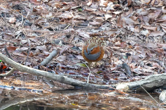 野鳥の写真