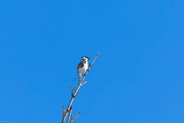 野鳥の写真