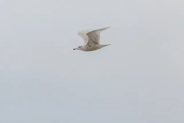 野鳥の写真
