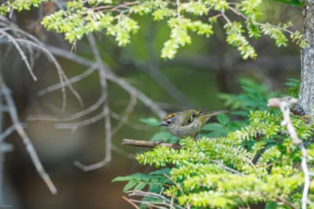 野鳥の写真