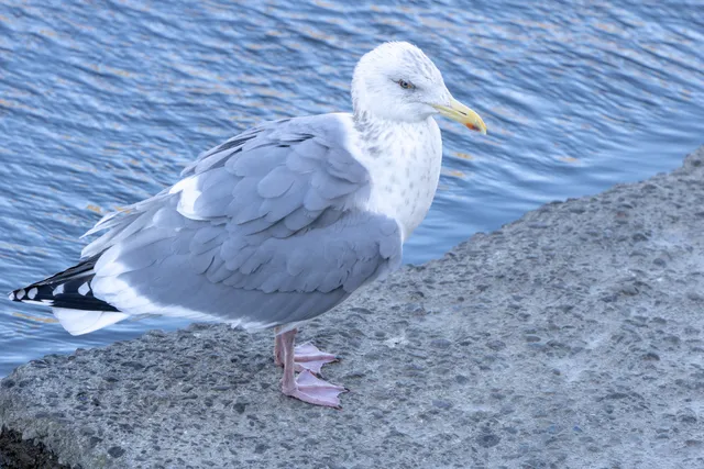 野鳥の写真
