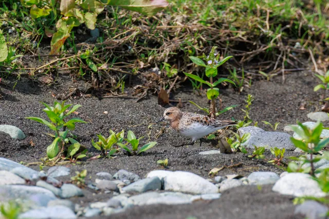 野鳥の写真