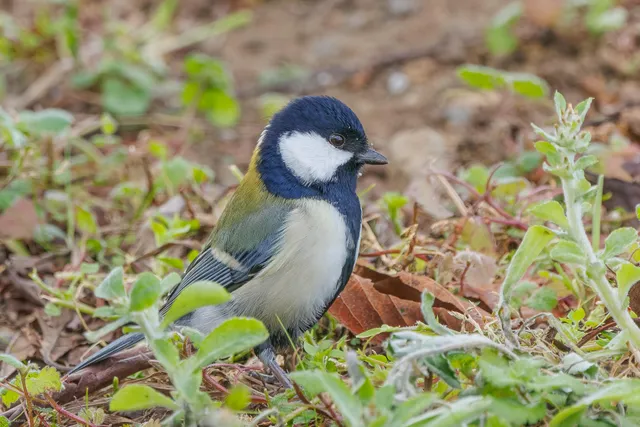 野鳥の写真