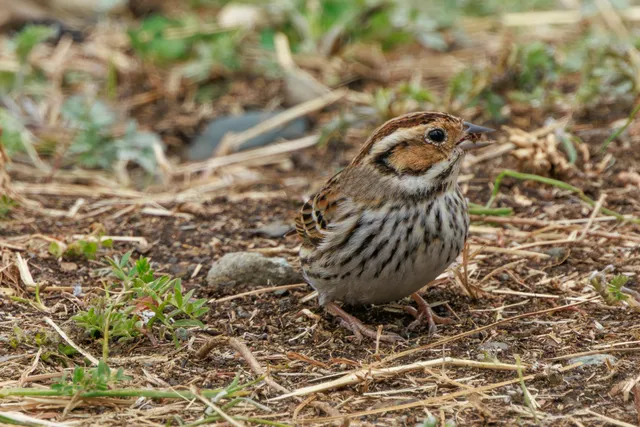 野鳥の写真