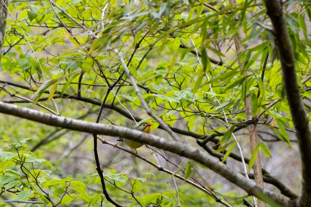 野鳥の写真