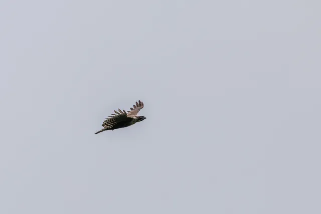 野鳥の写真