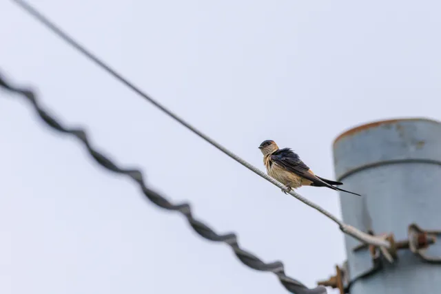 野鳥の写真