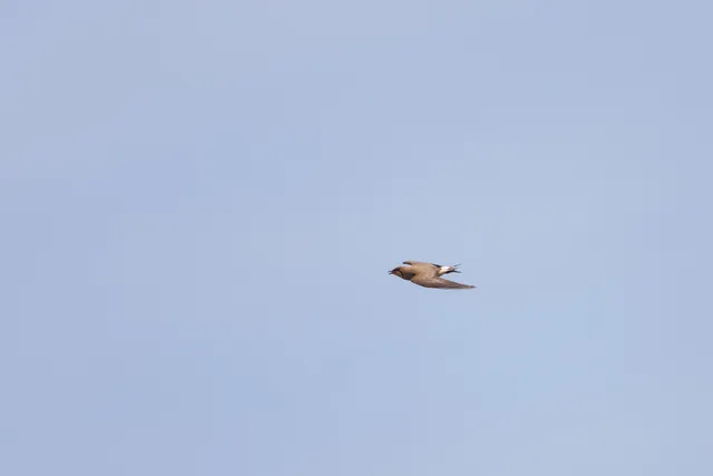野鳥の写真