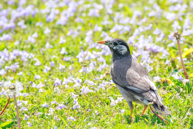 野鳥の写真