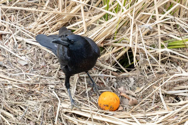 野鳥の写真