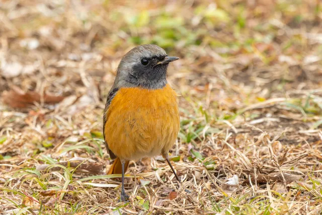 野鳥の写真