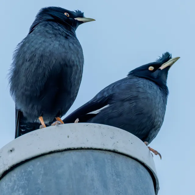 野鳥の写真