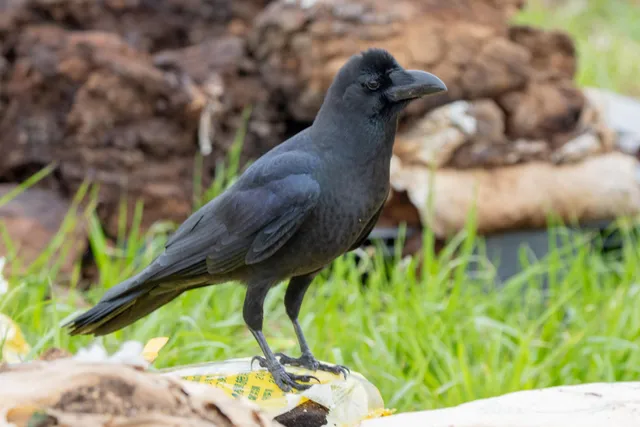 野鳥の写真