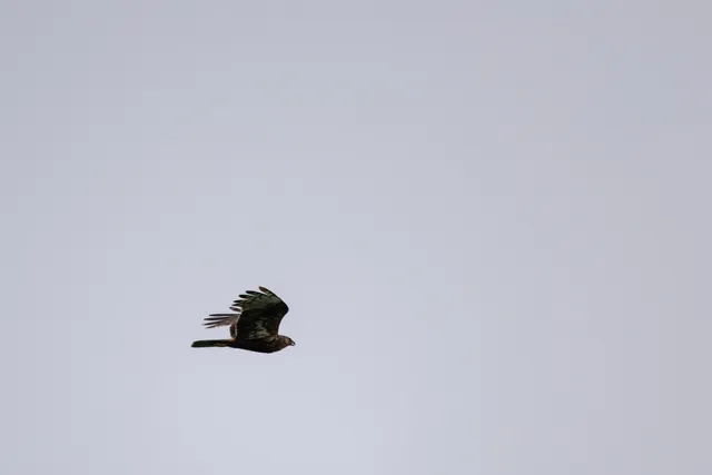 野鳥の写真