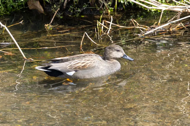 Species Image