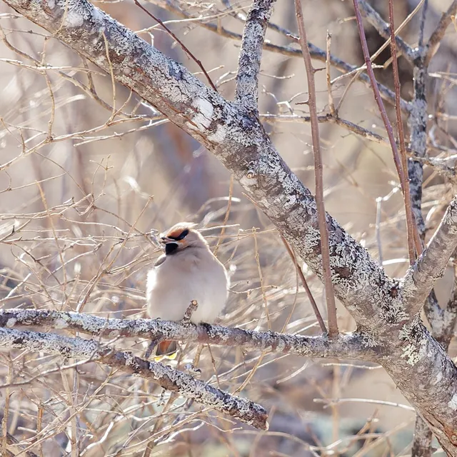 野鳥の写真