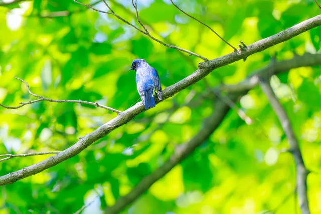 野鳥の写真