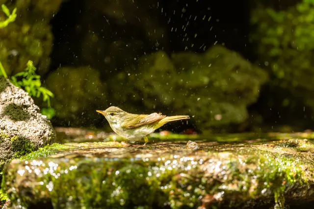 野鳥の写真