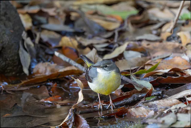 野鳥の写真
