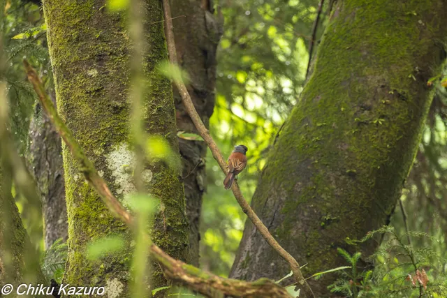 野鳥の写真