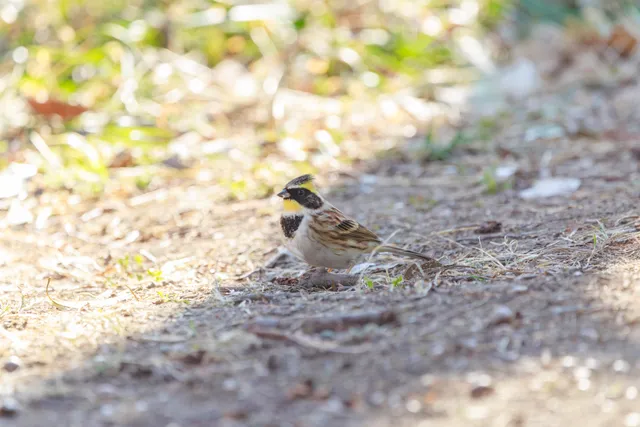 野鳥の写真