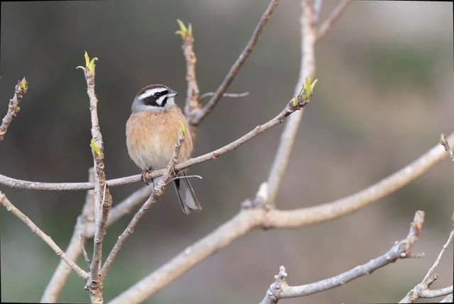 野鳥の写真