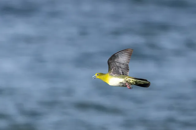 野鳥の写真